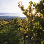 5 cantine da visitare in Umbria